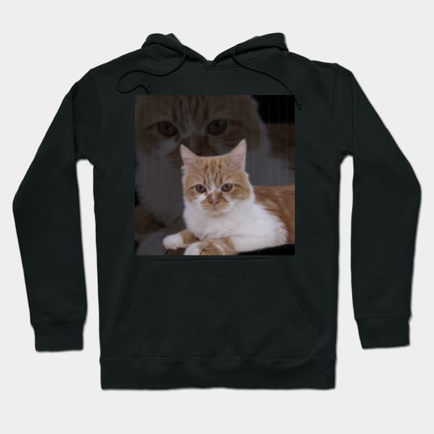 Dramatic Cute Cat Photography Hoodie by Looly Elzayat